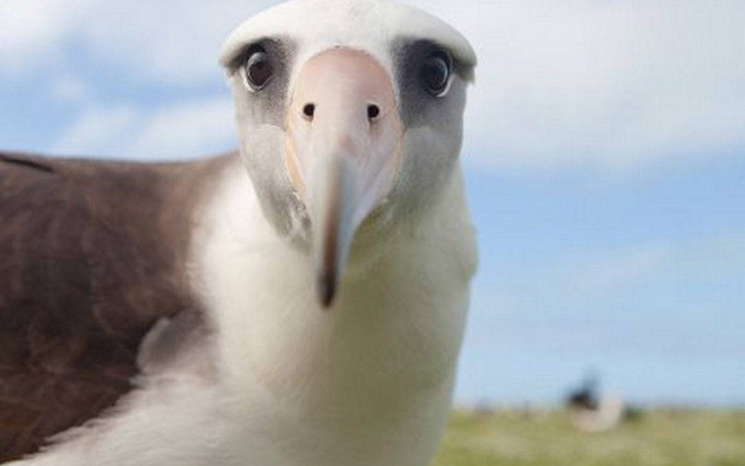 The Albatross of Healthcare